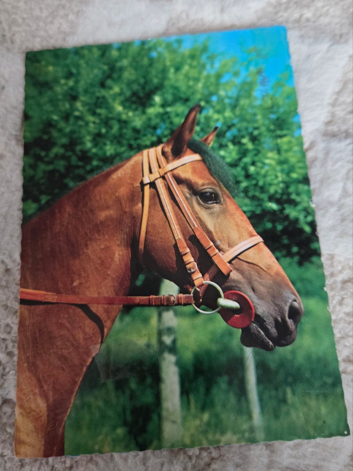 Oude ansichtkaart paard, Verzamelen, Verzenden, 1960 tot 1980, Gelopen, Paard