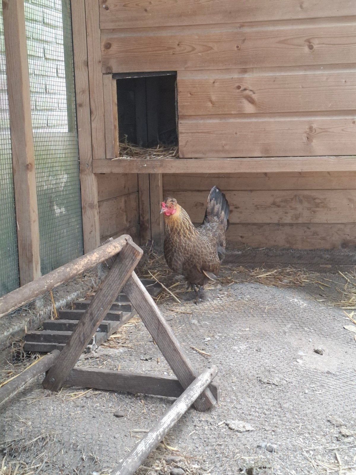 Macho de haan zoekt een thuis, Dieren en Toebehoren, Mannelijk, Kip