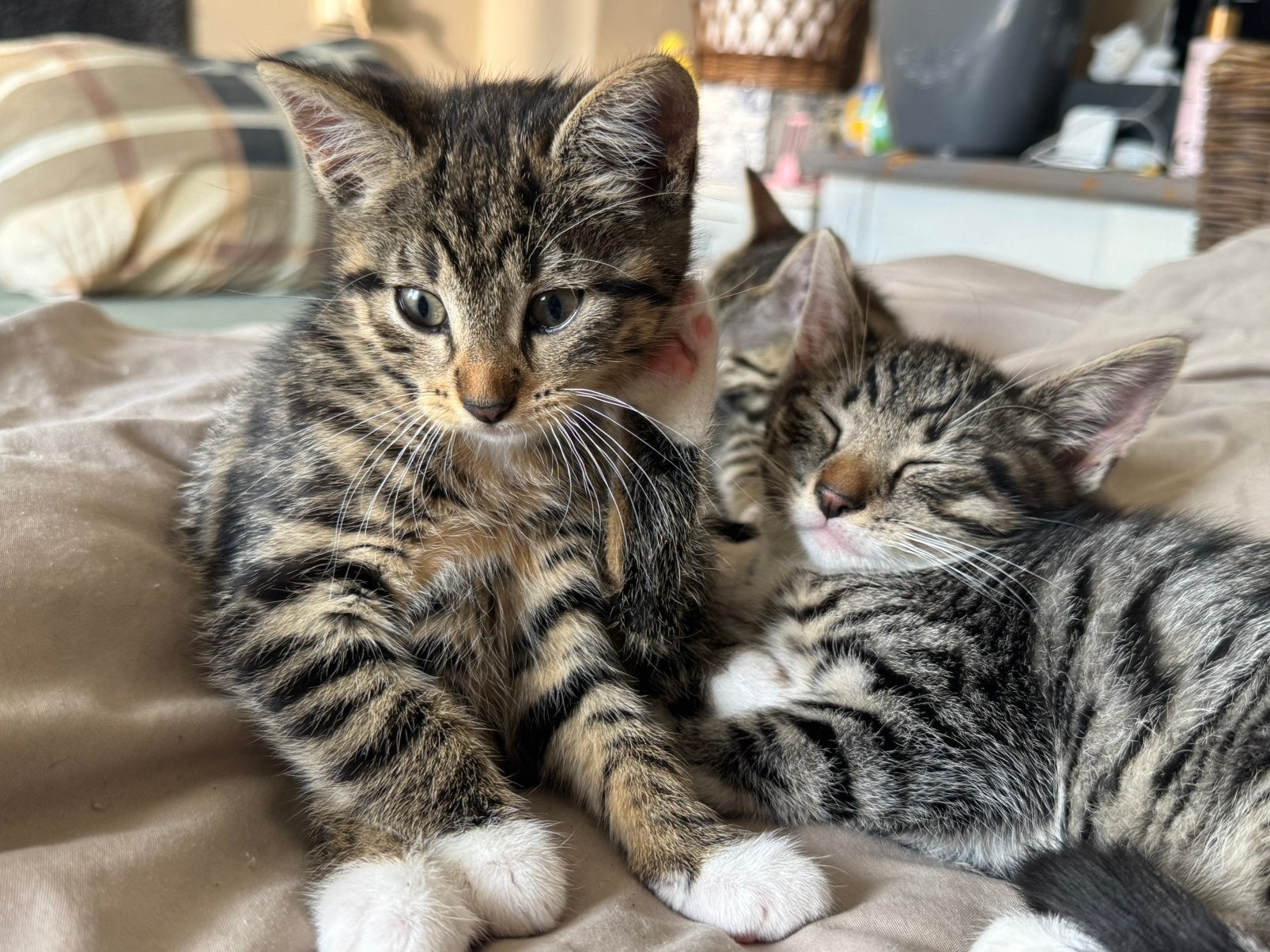 2 super lieve kittens, Dieren en Toebehoren, Meerdere dieren