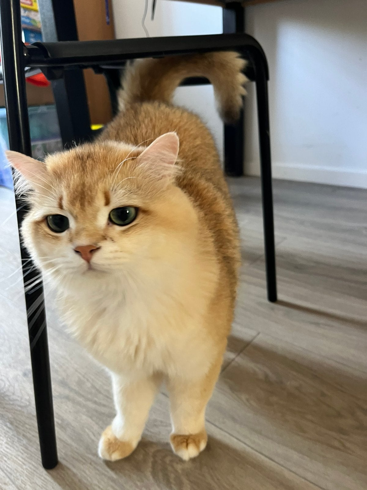 Prachtige golden britse korthaar kater te koop met stamboom, Dieren en Toebehoren, Kater