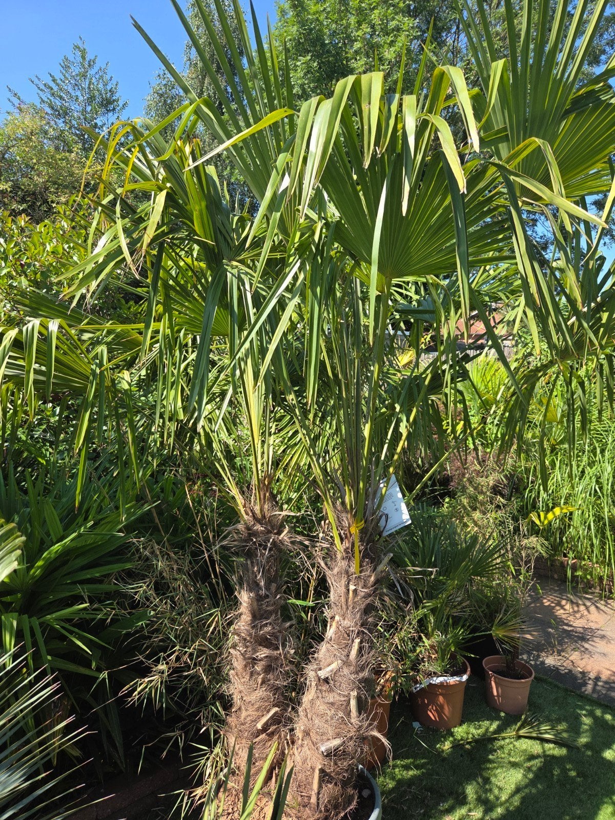 Palm dubbele stam grote korting, Volle zon, Ophalen of Verzenden, 100 tot 250 cm, Zomer