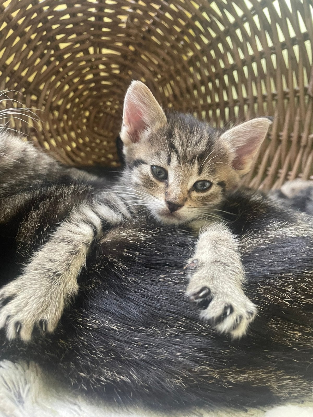Aangeboden super lieve kitten poes poesje, Poes