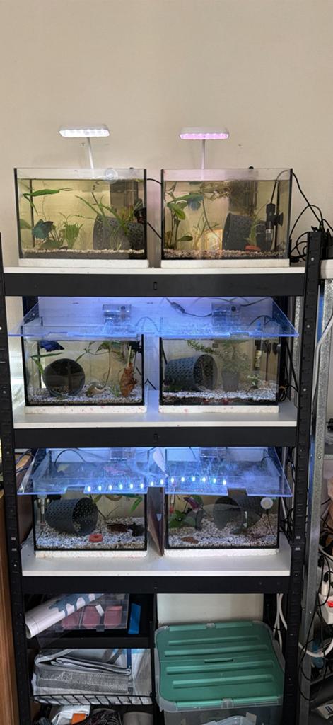 Betta’s, Dieren en Toebehoren, Vissen | Aquaria en Toebehoren, Ophalen, Inclusief vissen, Zo goed als nieuw, Overige typen