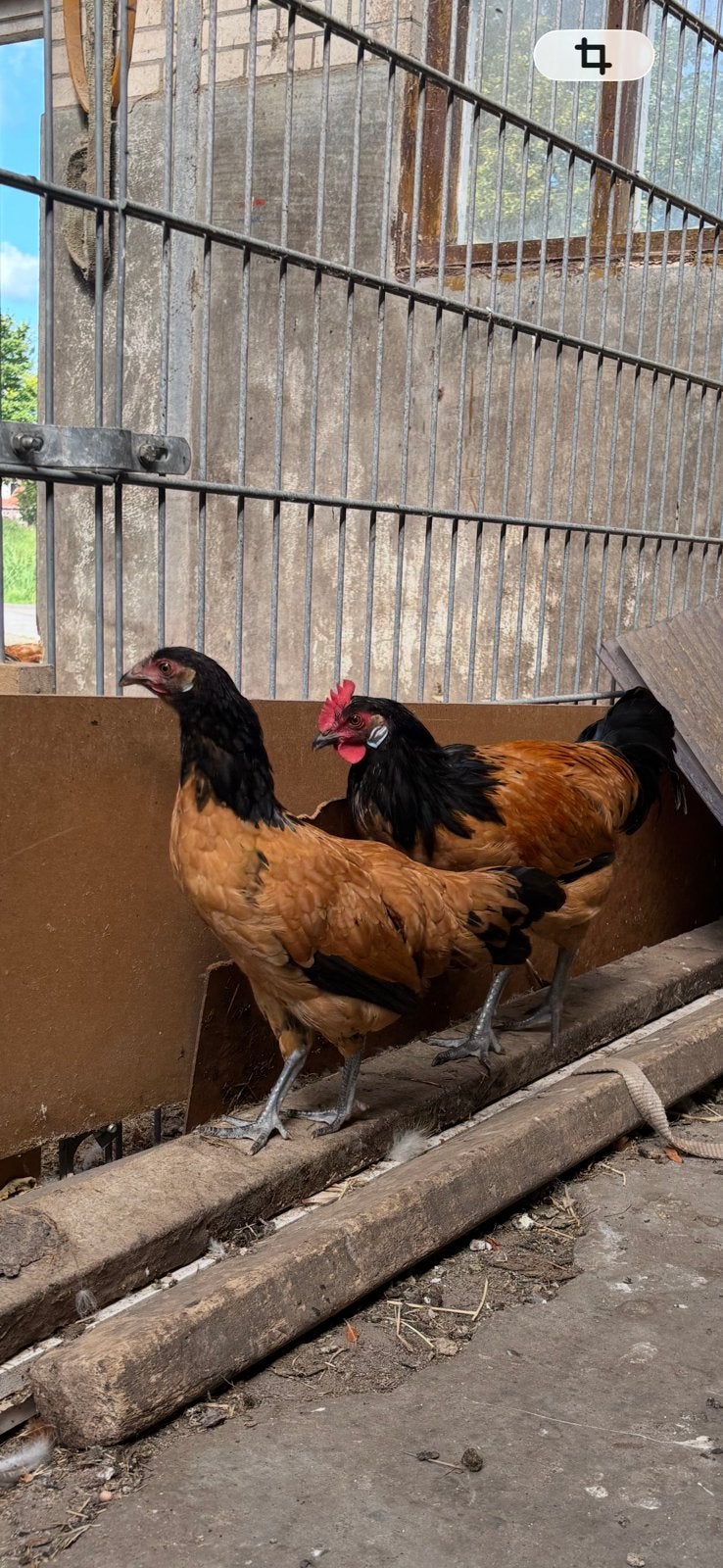 Vorwerk hen en haan!, Dieren en Toebehoren, Meerdere dieren, Kip
