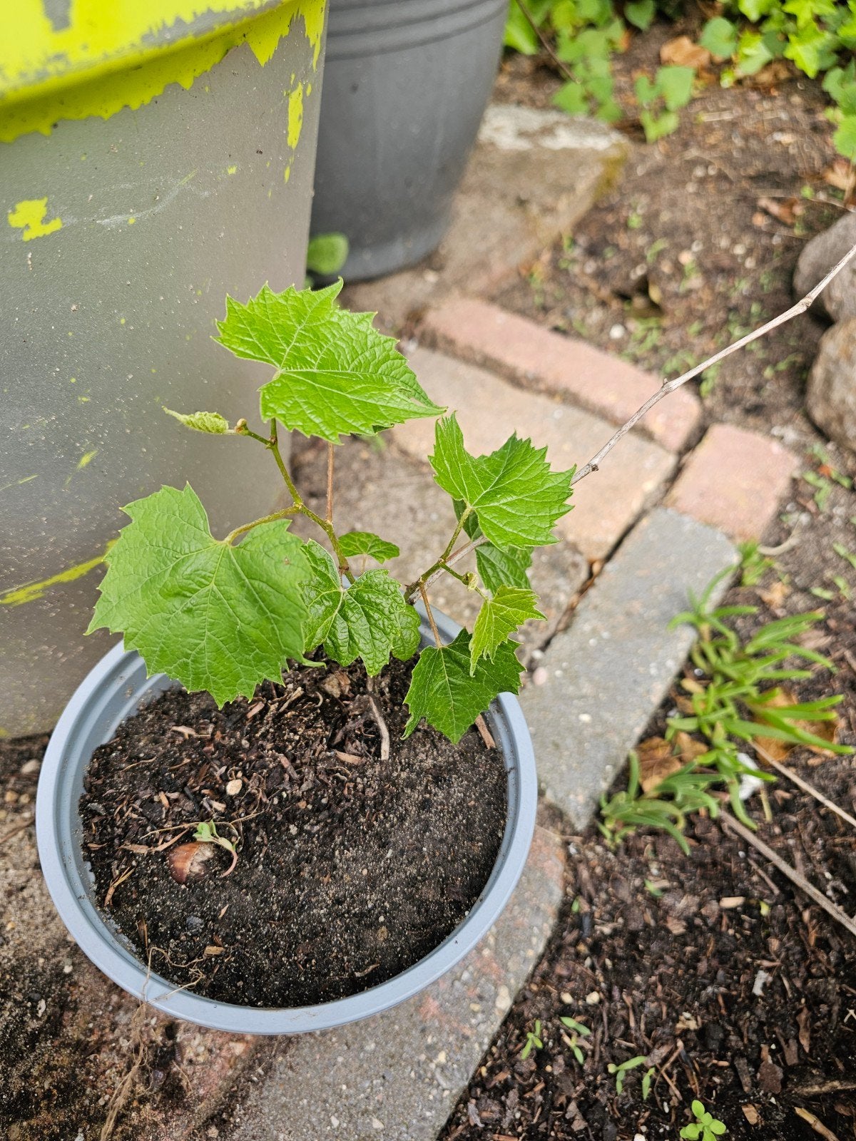 Druiven stekken - Jonge wijnranken voor uw tuin, Ophalen, Volle zon, Vaste plant, Bloeit niet
