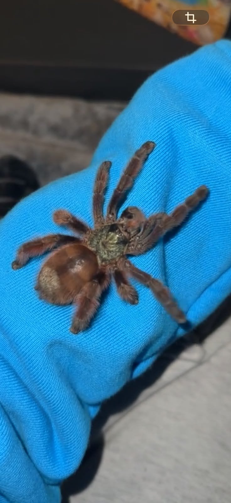 SPIN,vrouw,caribena versicolor, Dieren en Toebehoren, Spin of Schorpioen