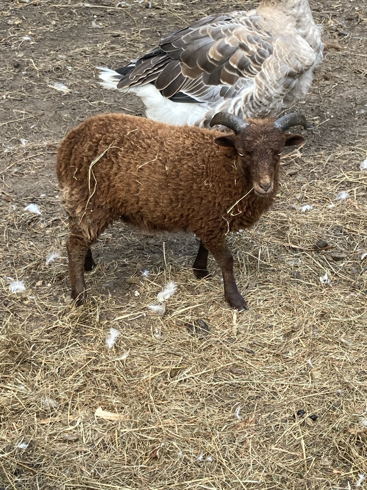 ouessanten ram van dit jaar, Dieren en Toebehoren, Mannelijk, Schaap, 0 tot 2 jaar