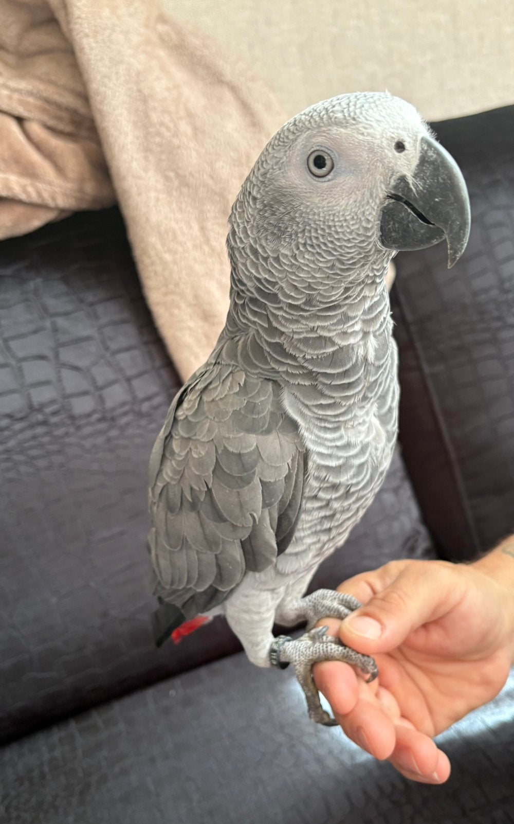 Jonge tamme grijze roodstaart man, Dieren en Toebehoren, Vogels | Parkieten en Papegaaien, Mannelijk, Papegaai, Pratend