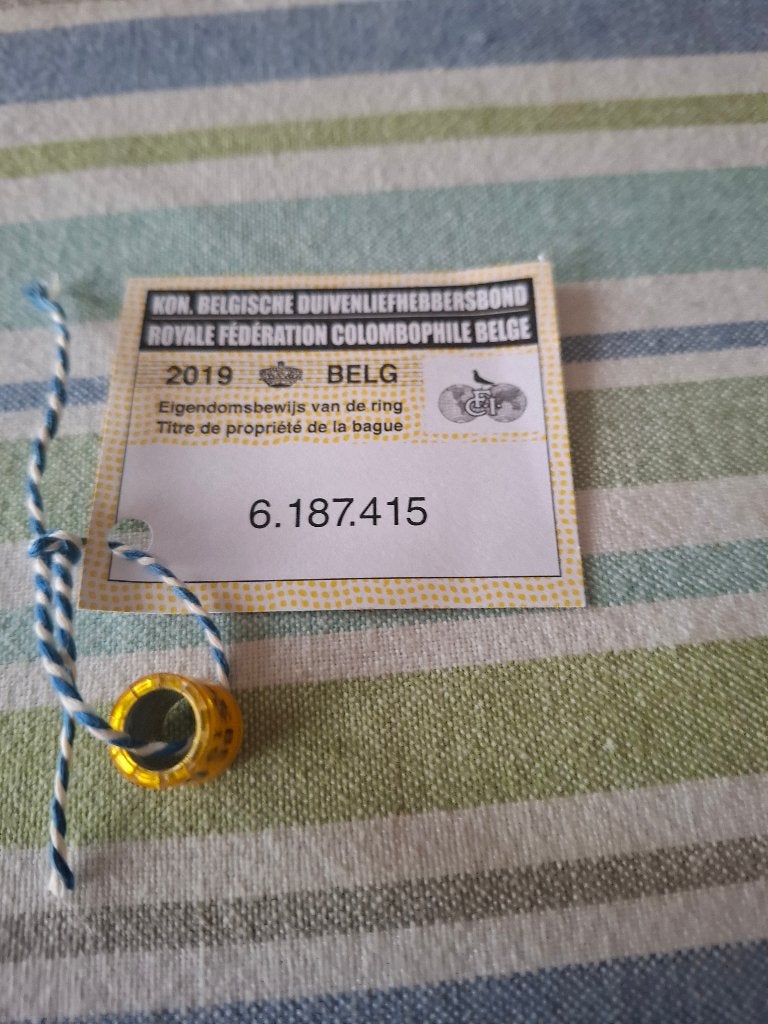 Duivenring 2019 belg, Dieren en Toebehoren, Mannelijk, Postduif