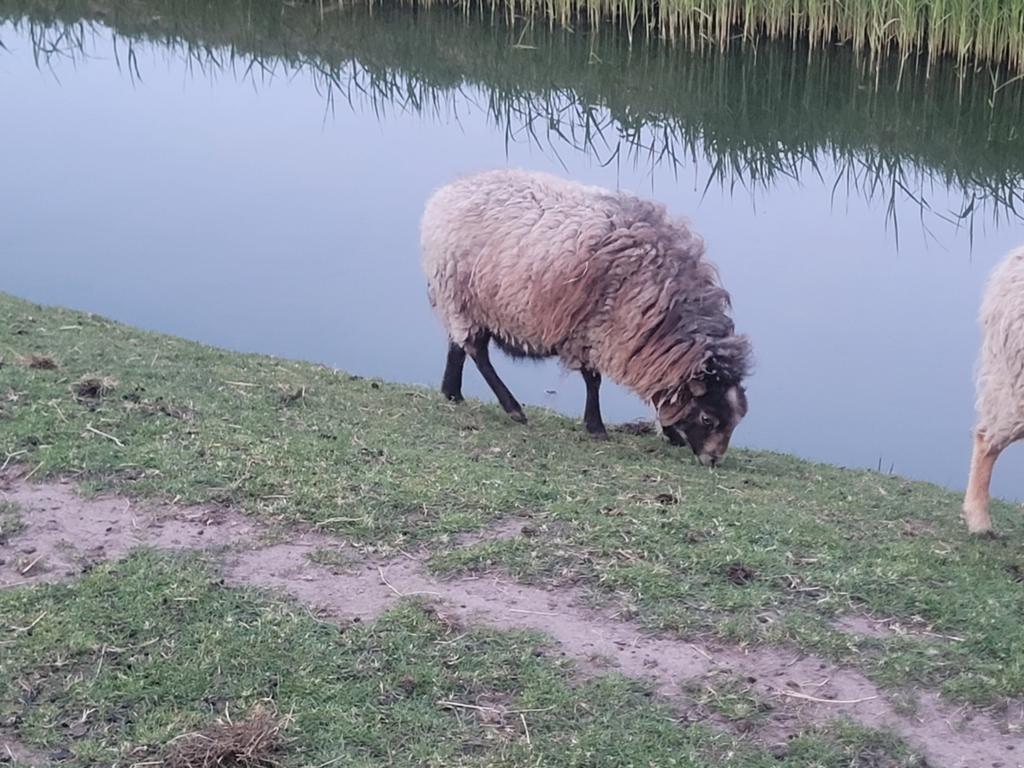 3 drachtige quisant schaapjes, Vrouwelijk, Schaap