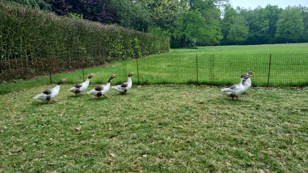 Schitterende volwassen zware raszuivere Twentse Landganzen !, Dieren en Toebehoren, Pluimvee, Meerdere dieren, Gans of Zwaan