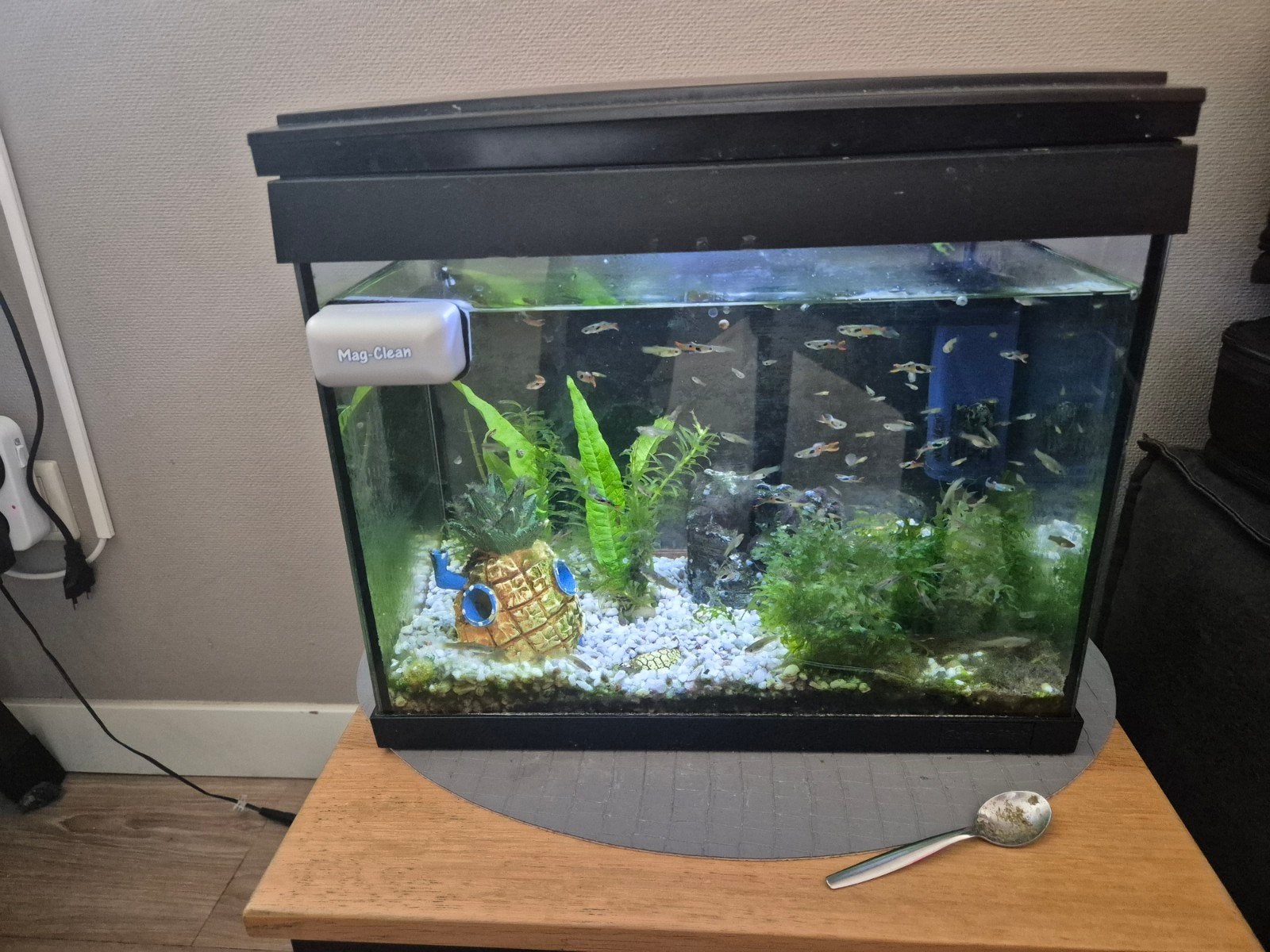 aqarium  met vissen en toebehoren, Ophalen, Gebruikt, Gevuld zoetwateraquarium