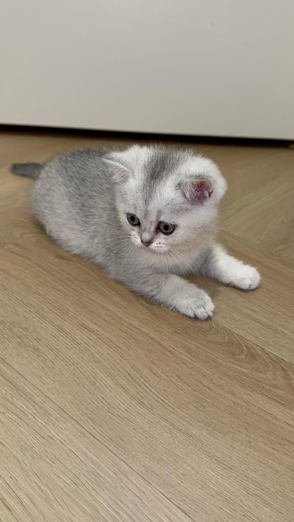 Britse korthaar kittens Silver shaded