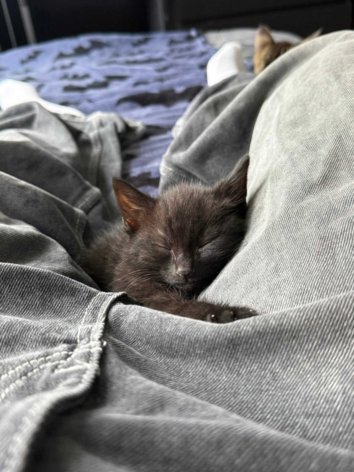 SPOED: Poesje 10 weken, Poes, Gechipt, 0 tot 2 jaar