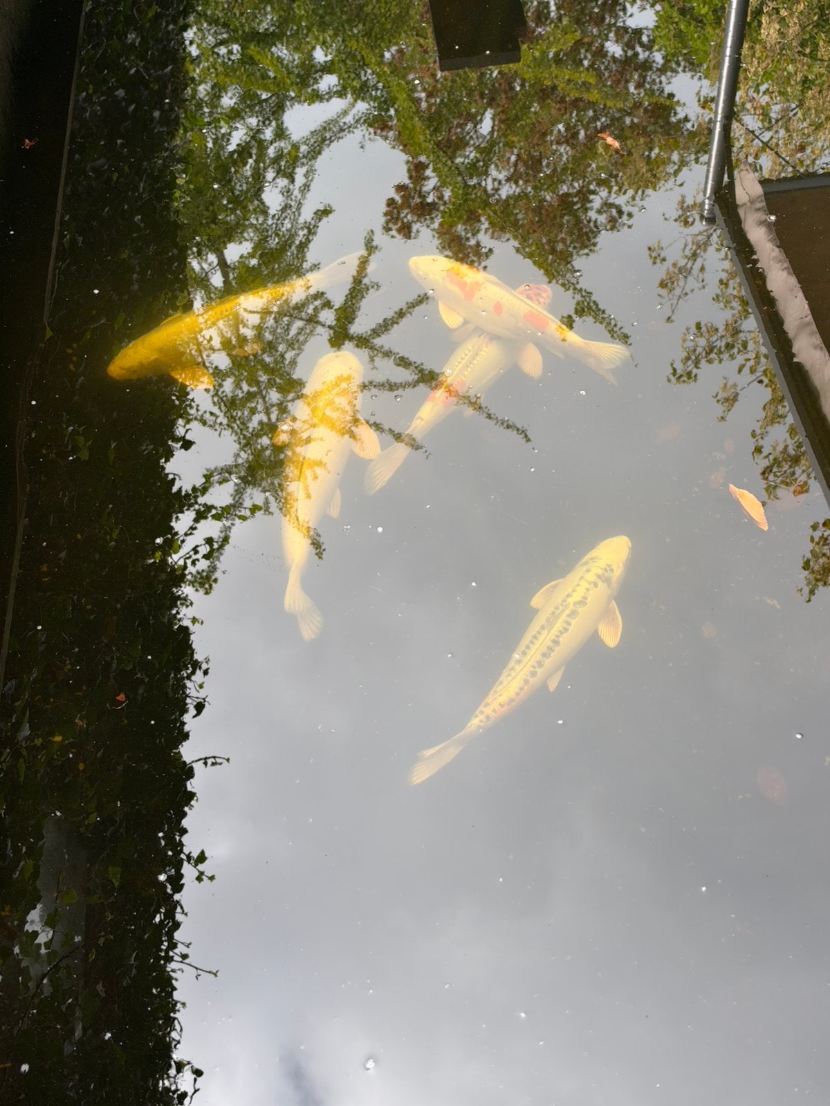 5 mooie koikarpers tussen de 35/45, Dieren en Toebehoren, Karper of Koi