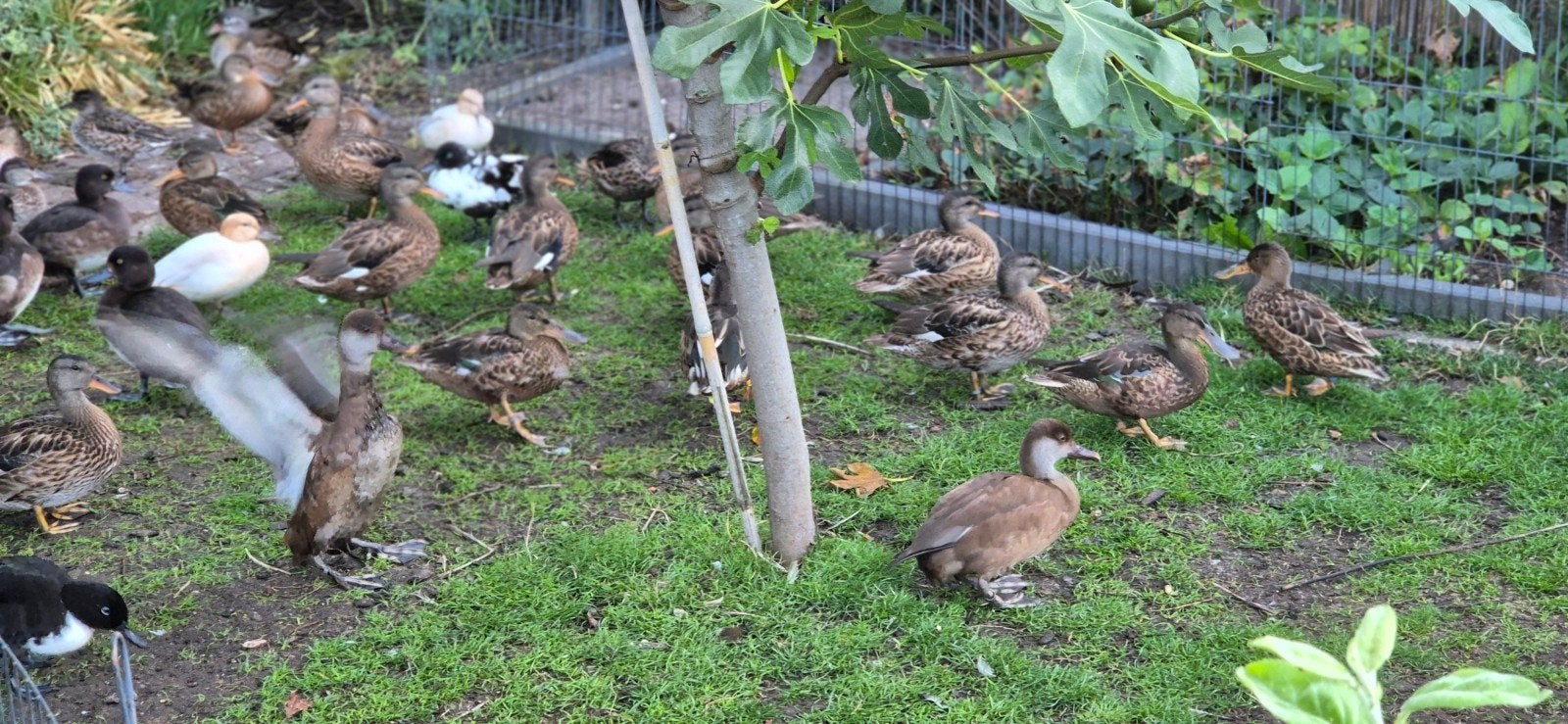 div, eenden, Dieren en Toebehoren, Meerdere dieren, Eend