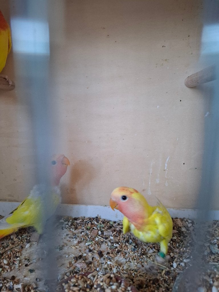 Agapornis roseicollie babys PALLID, Meerdere dieren, Dwergpapegaai of Agapornis, Geringd