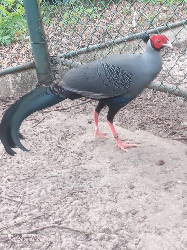 Fazanten, Dieren en Toebehoren, Meerdere dieren