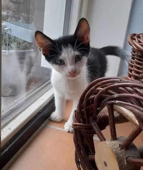 Te koop kittens 9 weken, Kater, Ontwormd, 0 tot 2 jaar