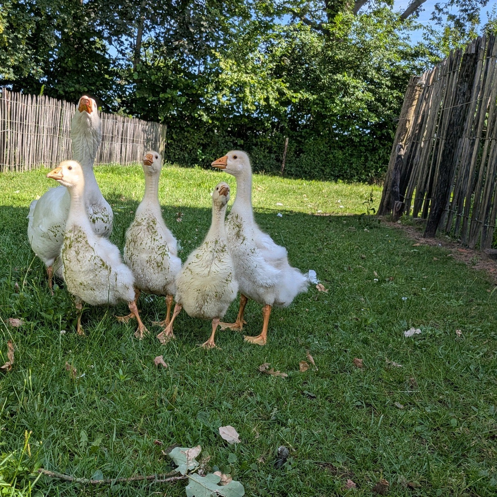 Jonge ganzen, Dieren en Toebehoren, Meerdere dieren, Gans of Zwaan