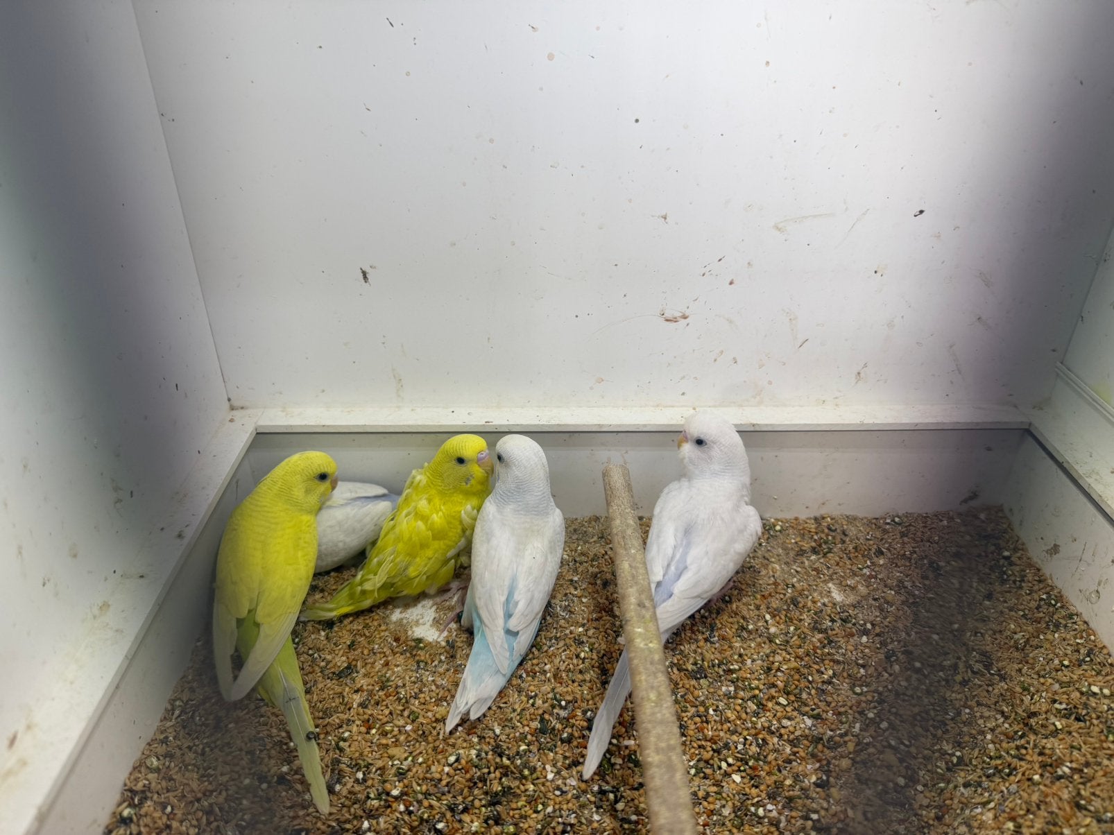 Jonge grasparkieten, Meerdere dieren, Parkiet, Geringd