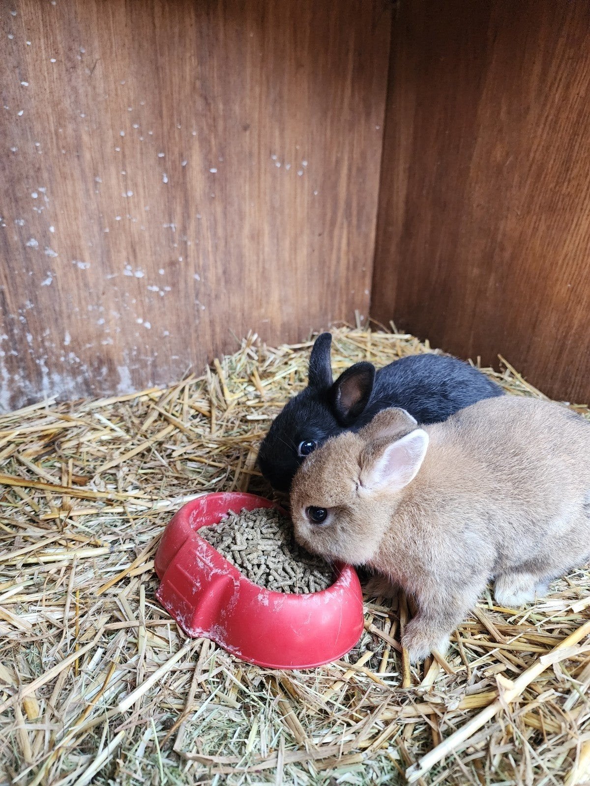 jonge konijntjes, Dieren en Toebehoren, Meerdere dieren