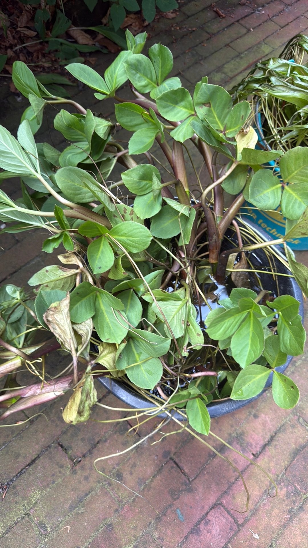 Vijverplanten, Tuin en Terras, Vijvers, Ophalen