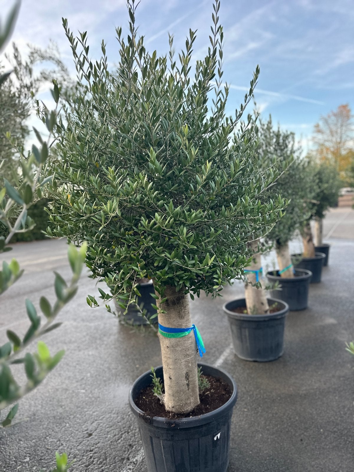Olijfboom op stam - Mediterrane sfeer in uw tuin, Overige soorten, Volle zon, Vaste plant, Ophalen of Verzenden