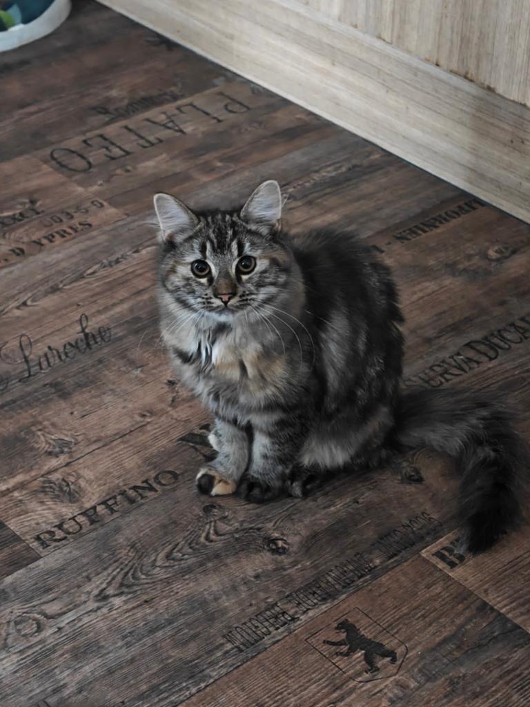 Maine Coon / Noorse Boskat mix kitten (poesje), Poes, Ingeënt, 0 tot 2 jaar