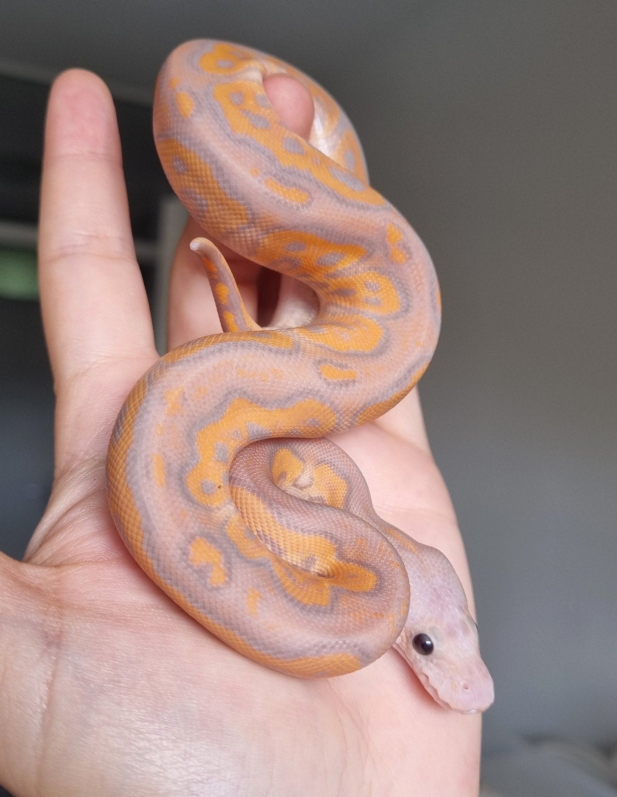 1.0 banana black pastel od (spotnose) clown koningspython Ball Python photo 2