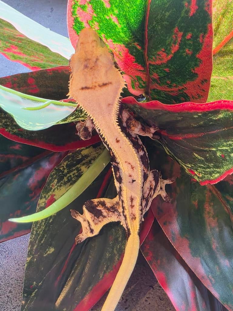 Tricolor lilly white dame, Dieren en Toebehoren, Reptielen en Amfibieën, Hagedis, 0 tot 2 jaar