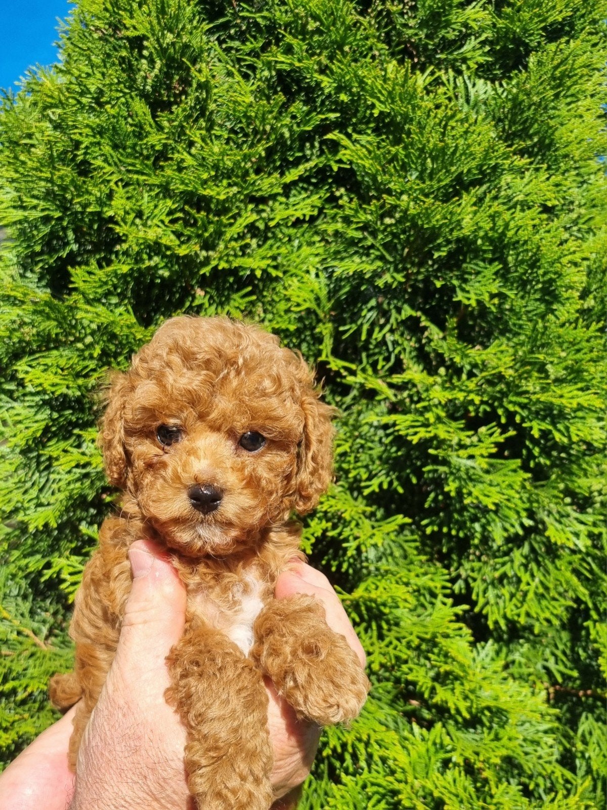 Prachtige kleine toy poedel reu, Poedel, Reu, 8 tot 15 weken, Eén hond