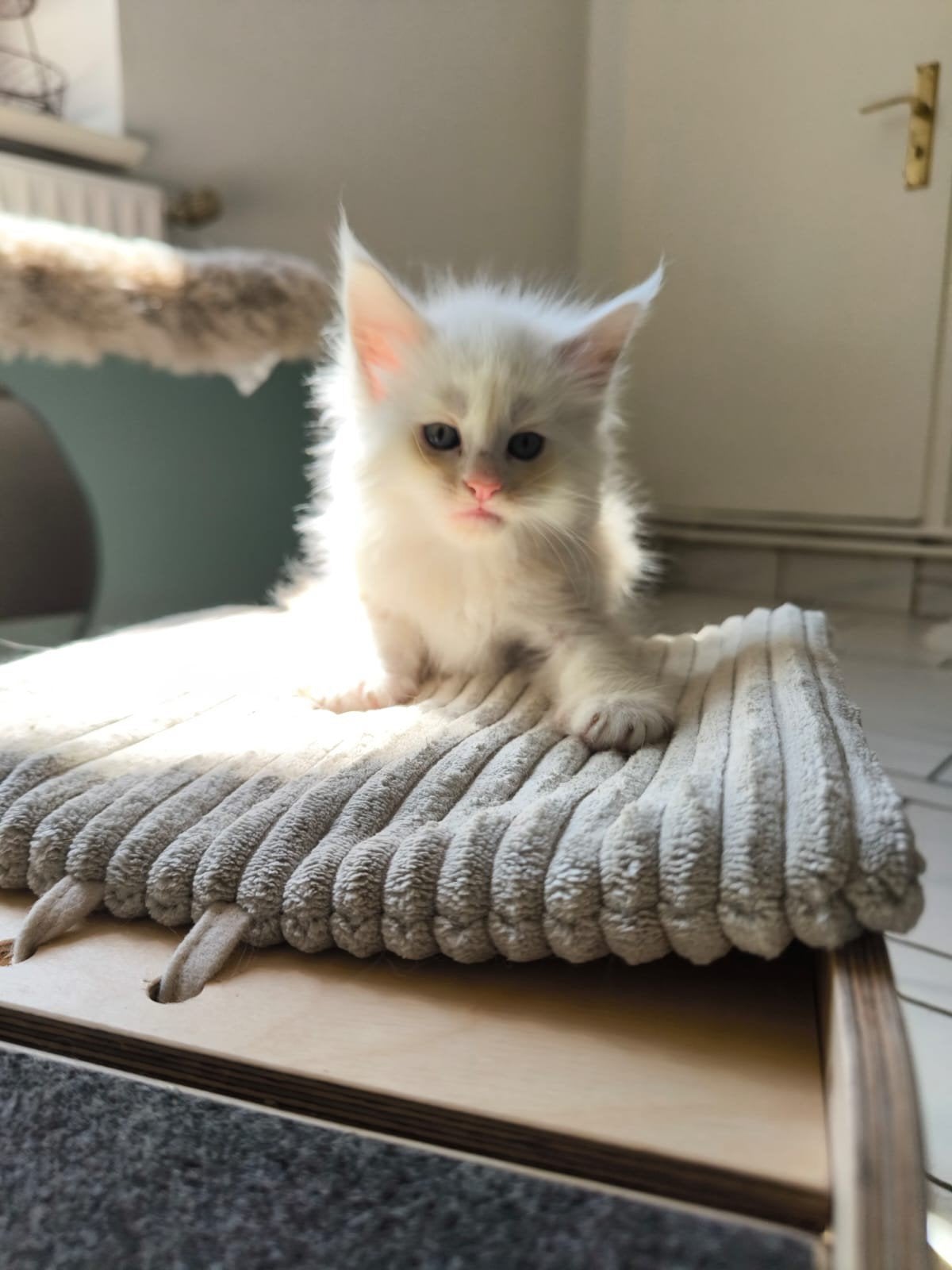 Maine Coon Kater, Kater, Met stamboom, 0 tot 2 jaar