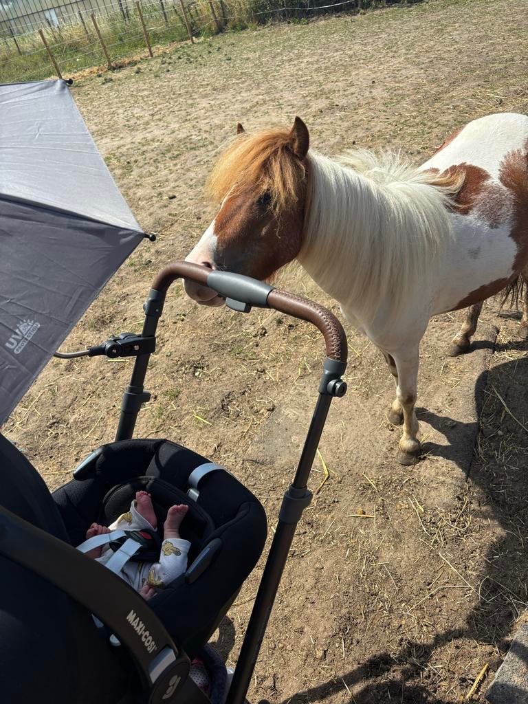 Weide gezocht voor minipaardjes, Dieren en Toebehoren, Weidegang, 4 paarden of pony's of meer