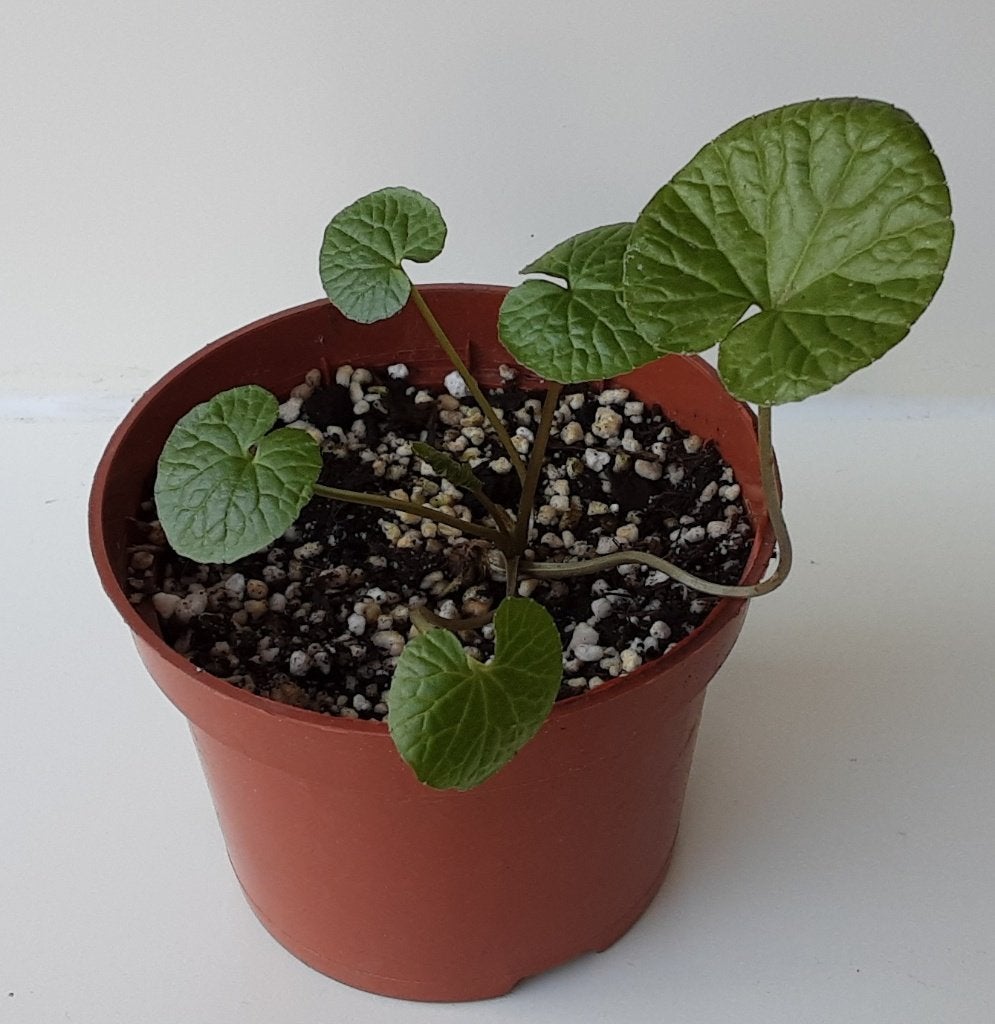 Wasabi planten, Groenteplanten, Ophalen of Verzenden, Tweejarig, Halfschaduw