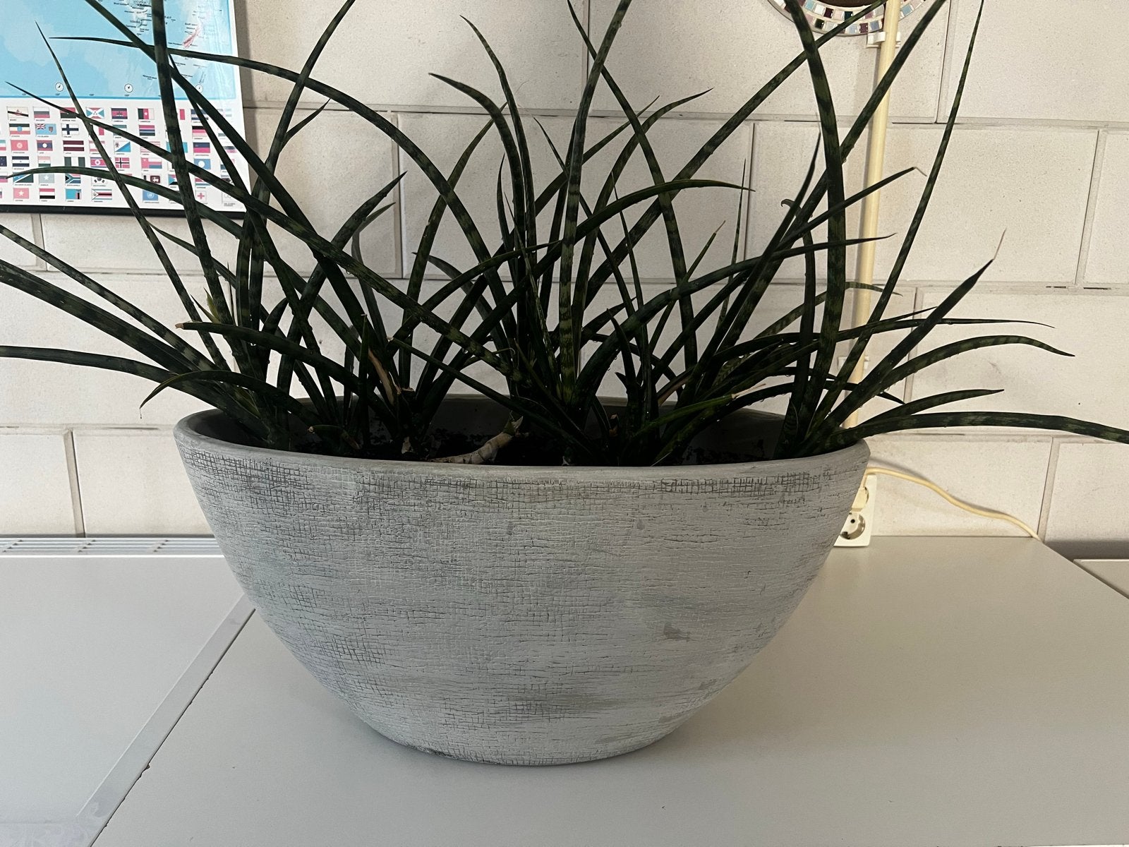 Stenen ovale plantenbak met Sanseveria planten, Ophalen, Gebruikt, Grijs, Steen/keramiek