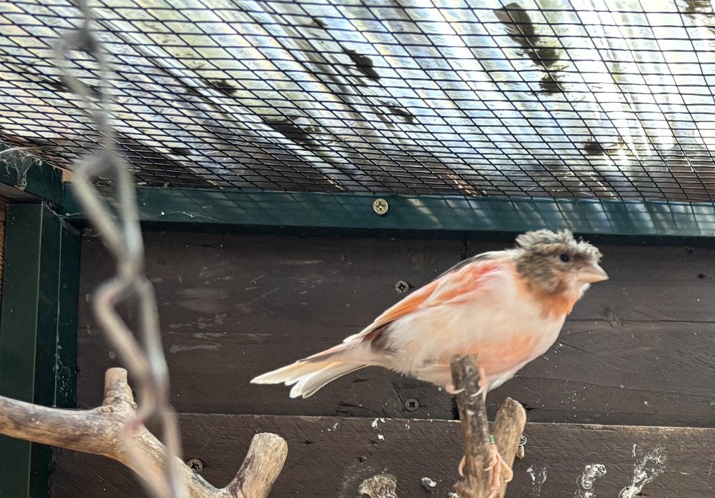 Harlekijn Kanarie man, Dieren en Toebehoren, Vogels | Kanaries, Mannelijk, Kleurkanarie
