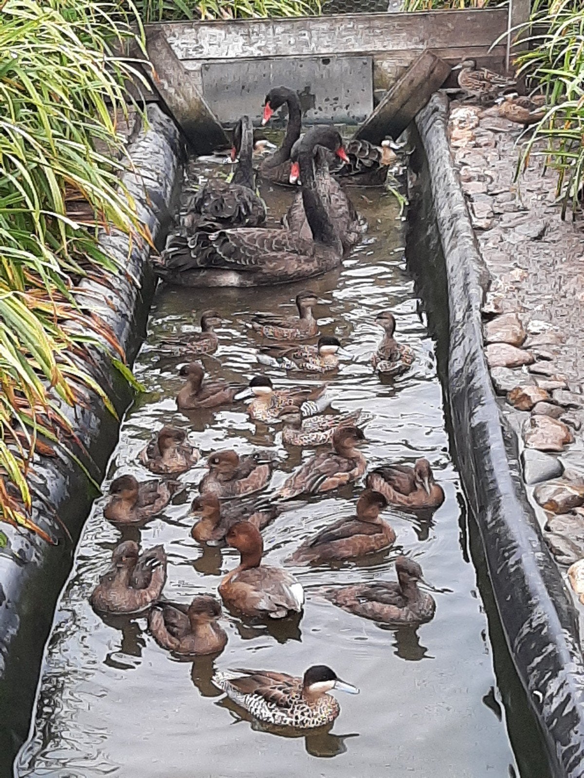 eenden siereenden watervogels, Meerdere dieren, Eend