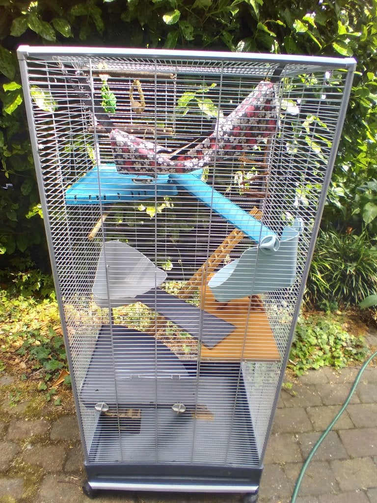 Rattenkooi, Dieren en Toebehoren, Ophalen, Gebruikt, 90 cm of meer, 75 tot 110 cm