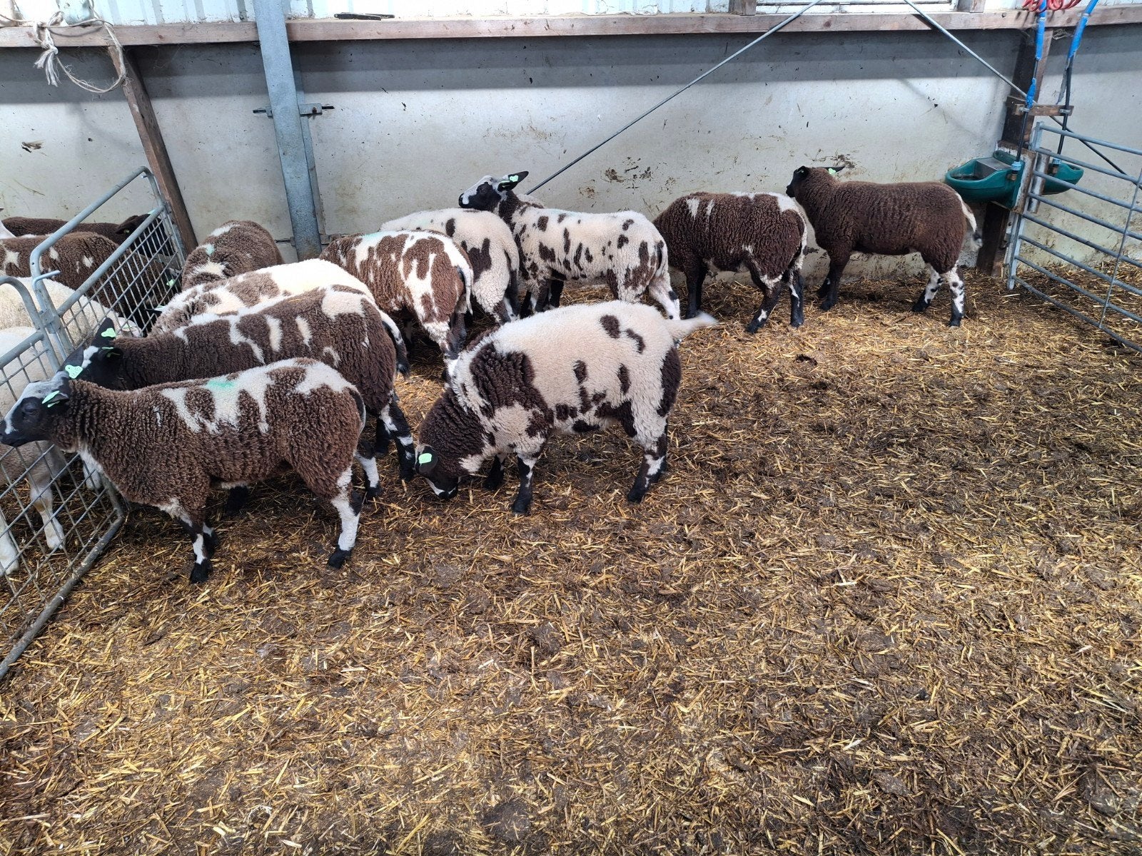 13 bonte ooilammeren  te koop, Dieren en Toebehoren, Vrouwelijk, Schaap