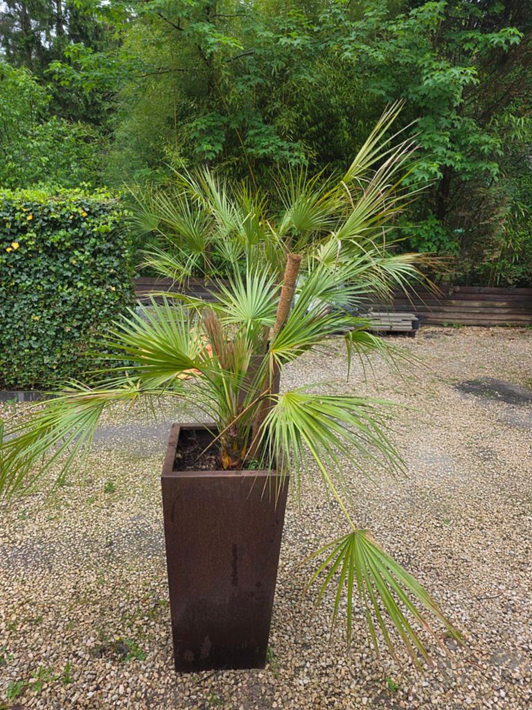 2xCortenstaal plantenbakken Europese palm - 1 meter hoog, Minder dan 60 cm, Vierkant, Nieuw, Ophalen of Verzenden