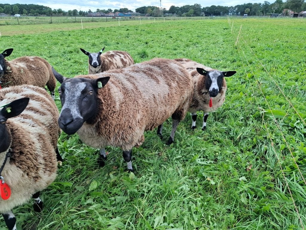 2 overjarige bonte dekrammen zwoegervrij en ARR/ARR, Dieren en Toebehoren, Mannelijk, Schaap