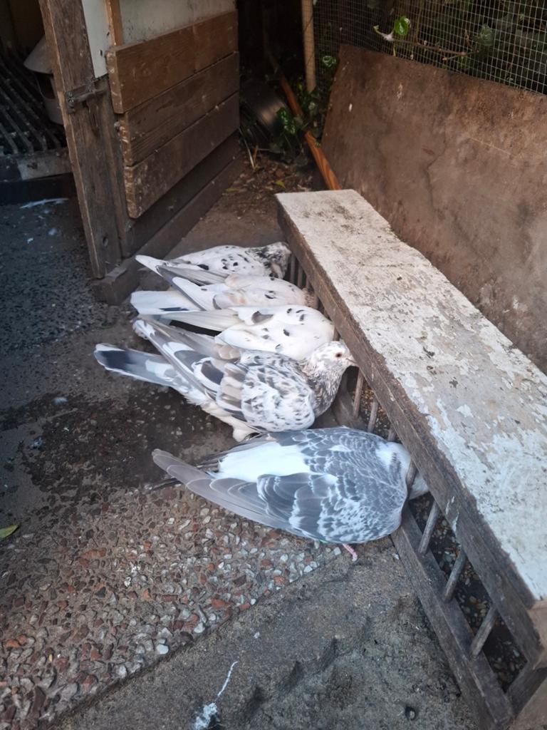 Mooie groep diverse duiven te koop, Dieren en Toebehoren, Vogels | Duiven, Meerdere dieren, Postduif