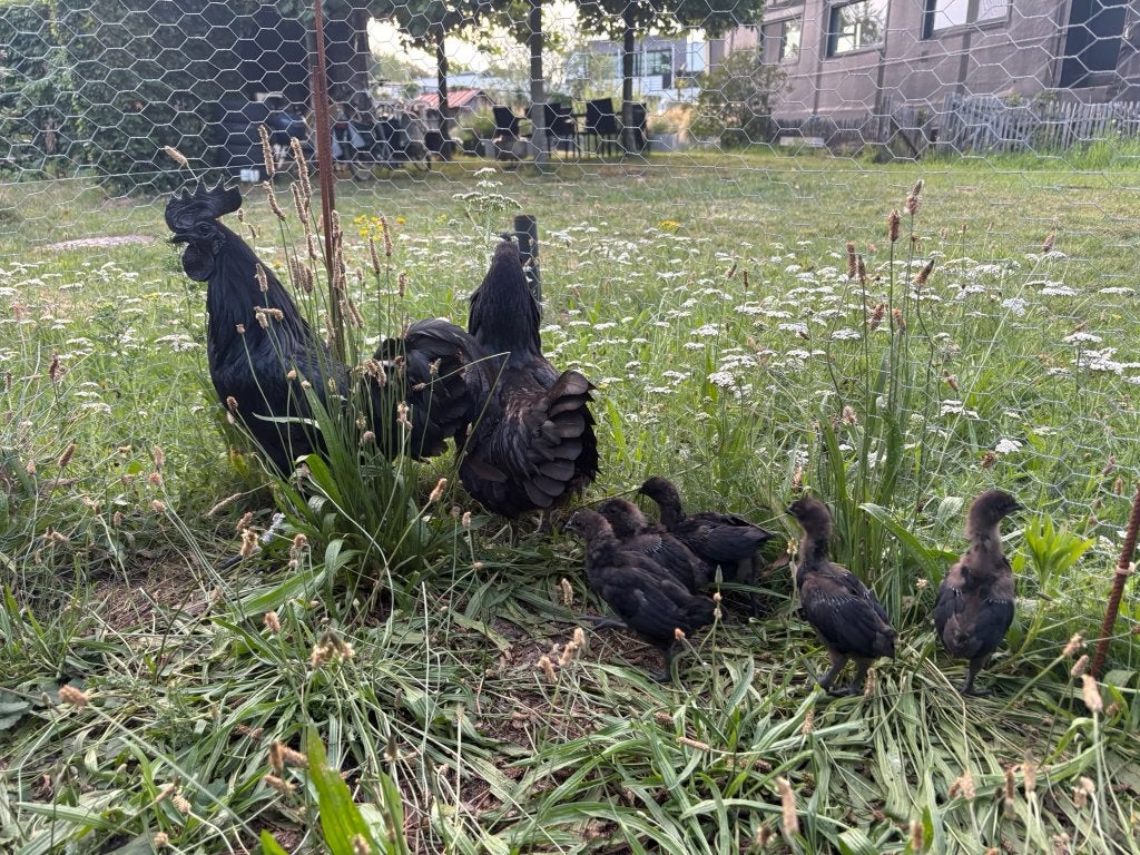 Ayam Cemani kuikens, Geslacht onbekend