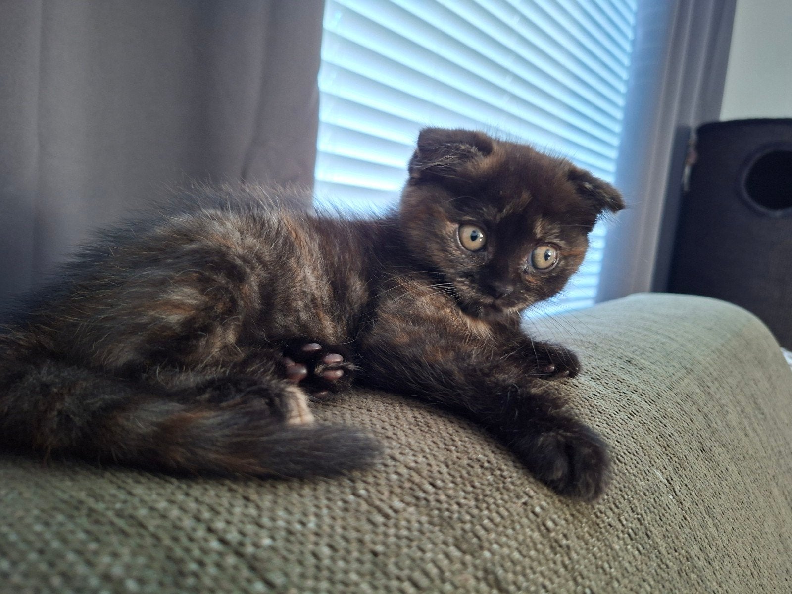 3 lieve kittens te koop., Meerdere dieren