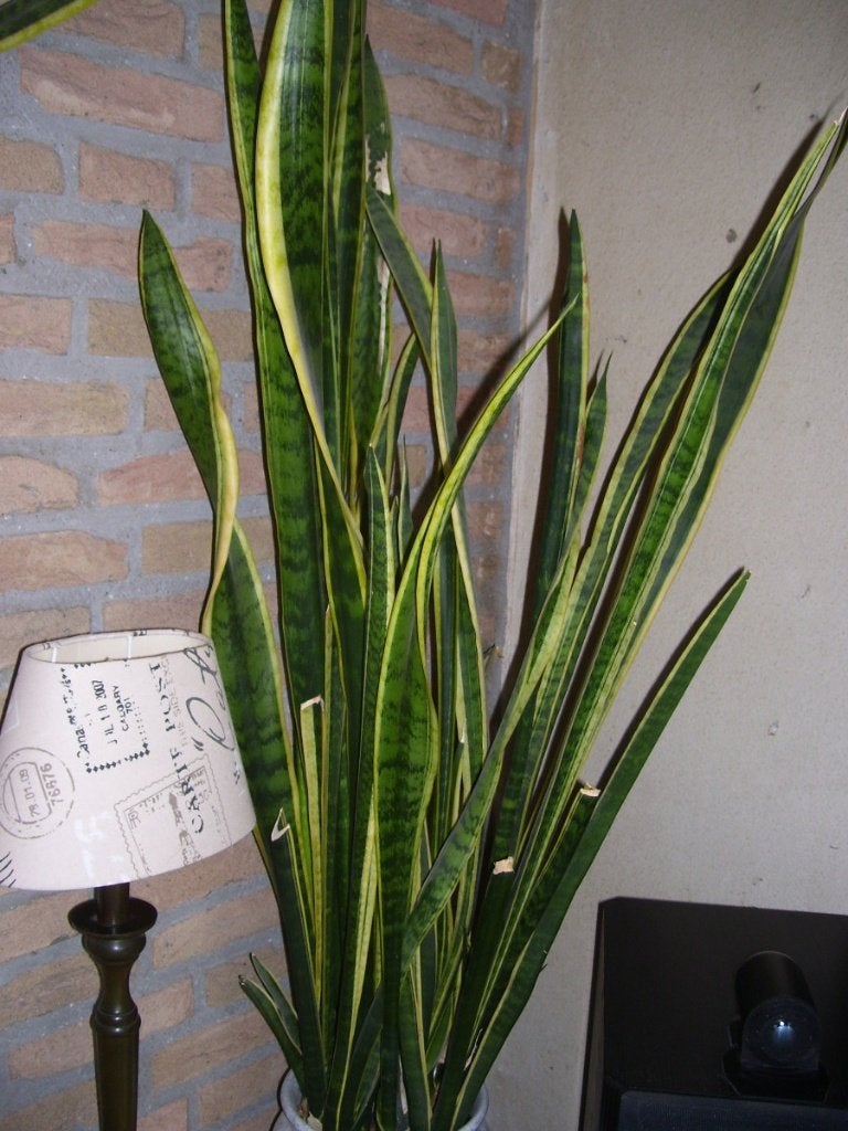 SANSEVERIA, Huis en Inrichting, Ophalen, Vetplant, Halfschaduw, In pot