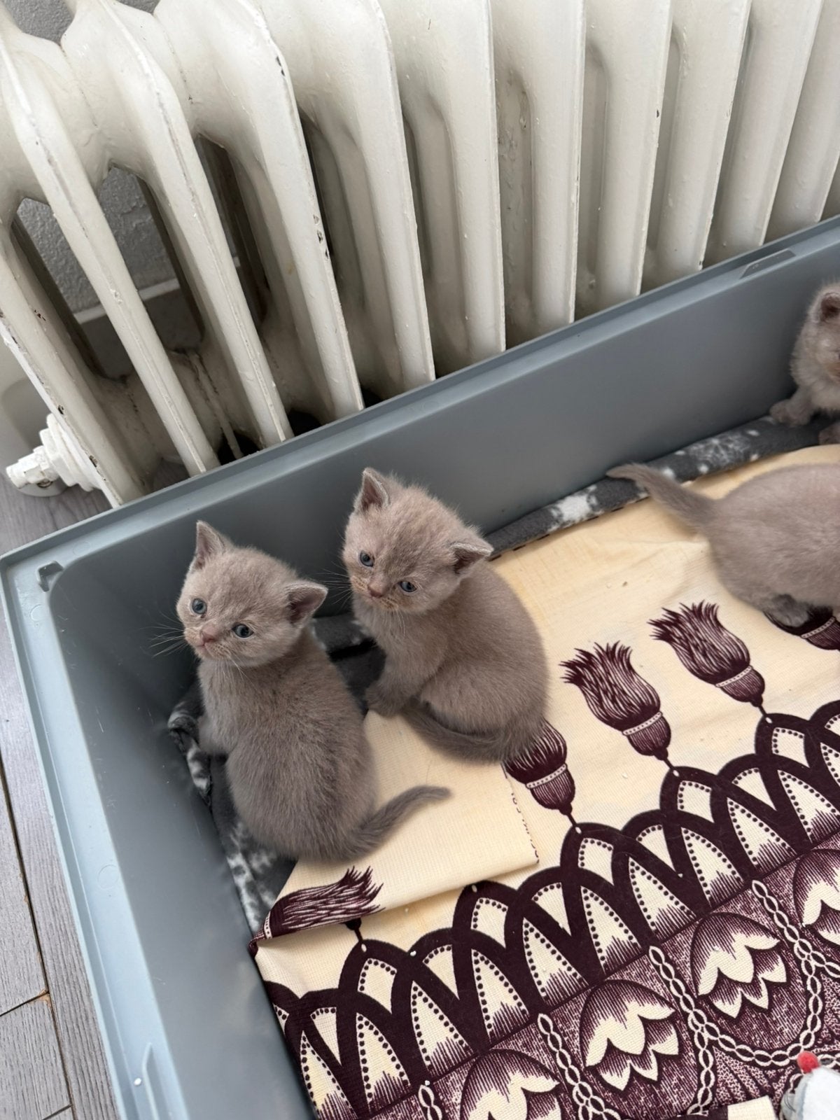 Birtse korthaar, Dieren en Toebehoren, Katten en Kittens | Overige Katten