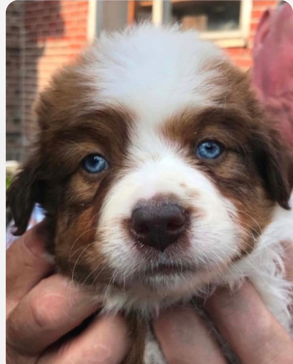 Unieke lieve en appart kleuren border collie pups, Dieren en Toebehoren, Parvo, 8 tot 15 weken, Collie, Meerdere