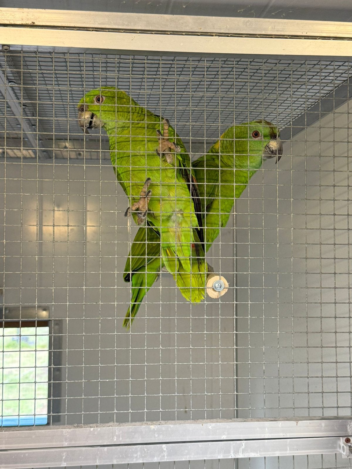 Koppel geelnek amazones 2025, Dieren en Toebehoren, Vogels | Parkieten en Papegaaien, Meerdere dieren, Papegaai, Pratend
