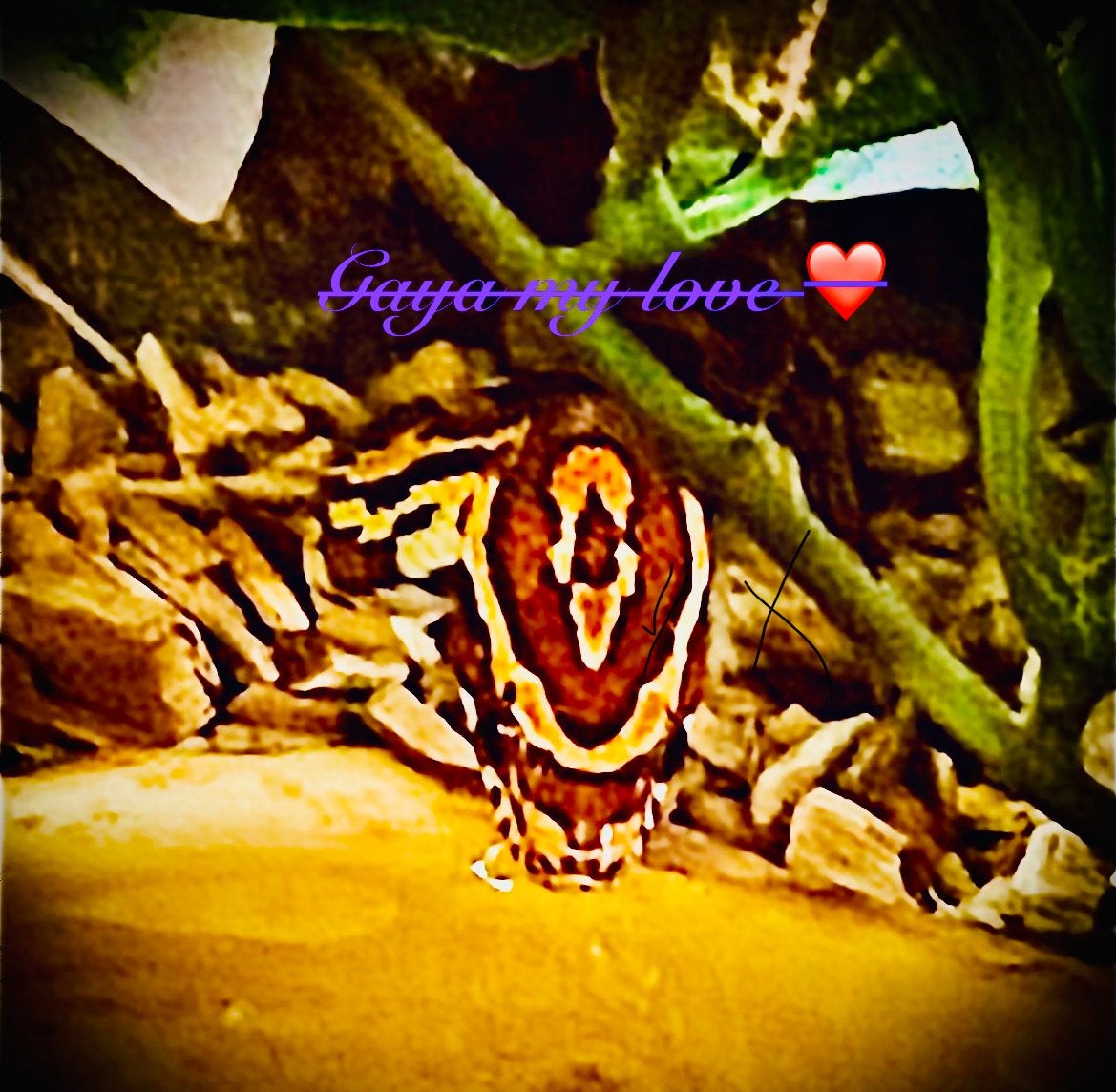 Korenslang 9 maanden oud mooie kleuren Corn Snake photo 7